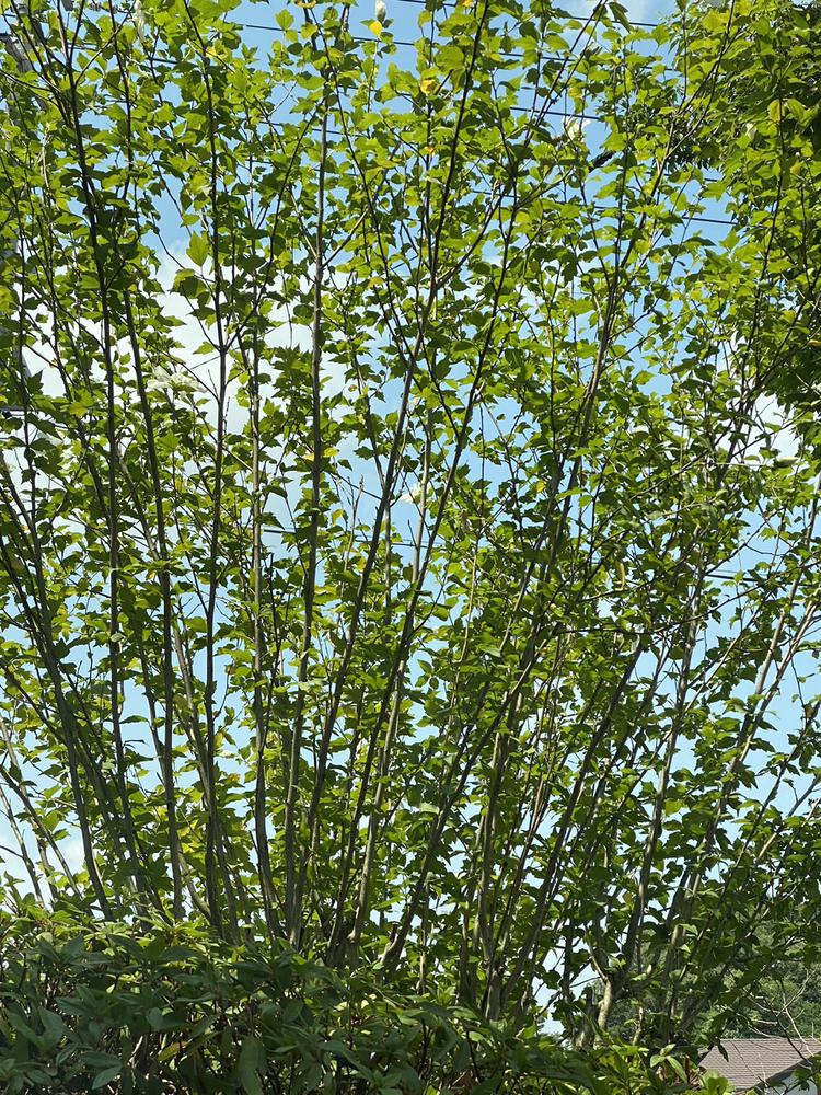 🌼の金曜なのです🌼