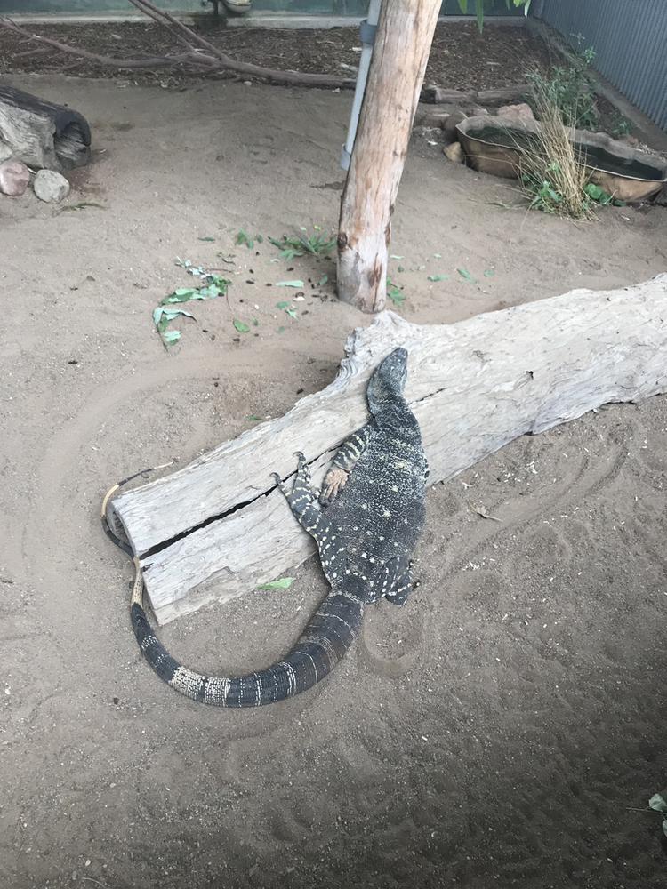 今日までだっちゃー！！🥹