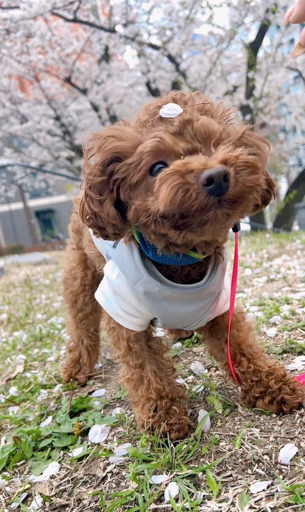 やばい間に合わない