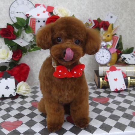 しばらくお休みするよ