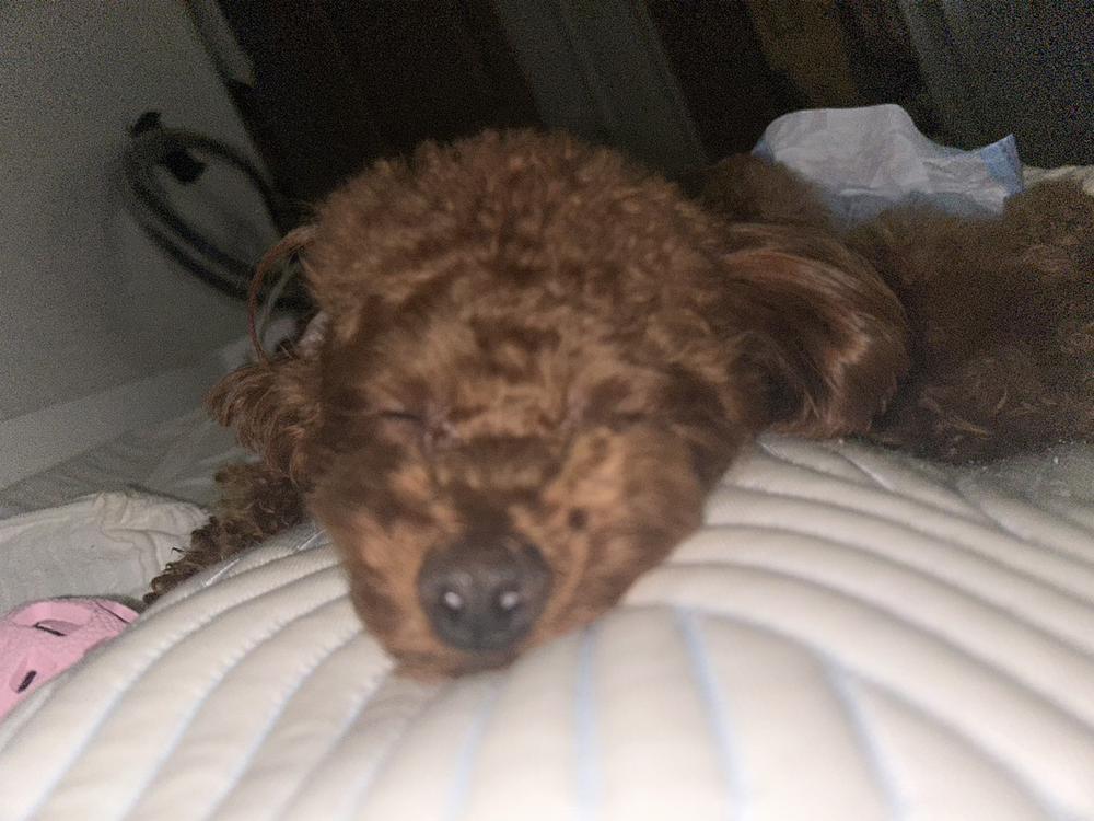 体弱いのかな？