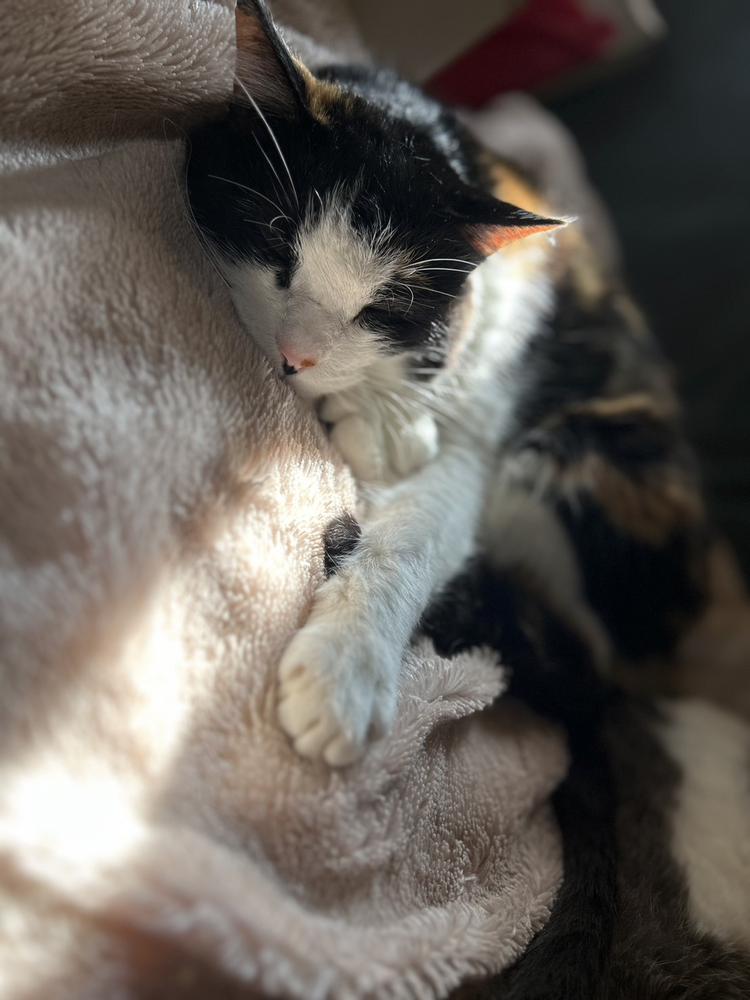 出勤ฅ^•ω•^ฅ