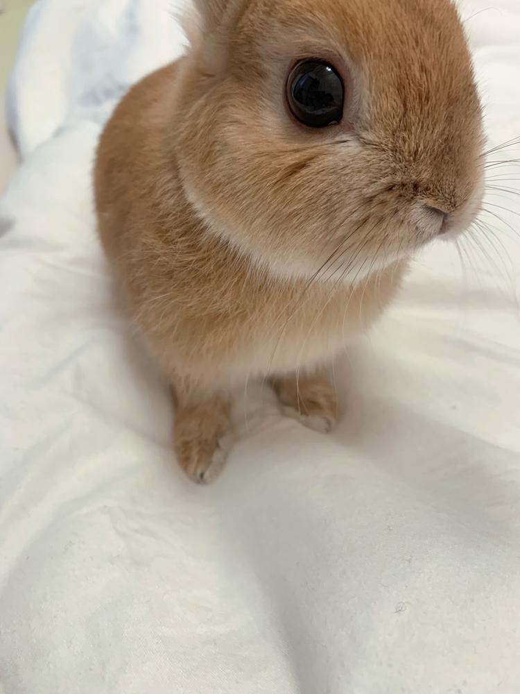 マイペットぴぴ‎🤍たん