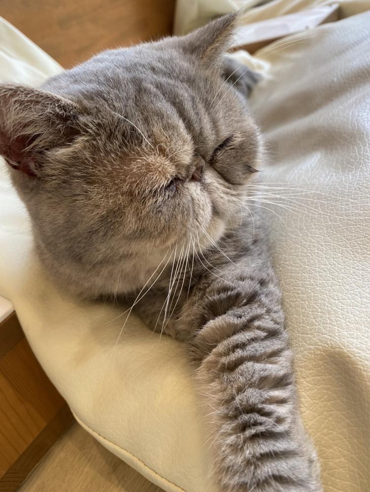 猫カフェいてきました🐱