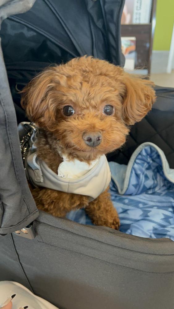 ワイシャツは終わったよー