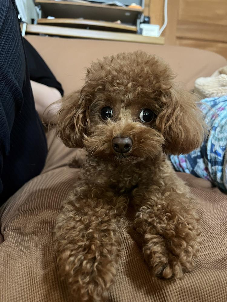 もこもこちゃん