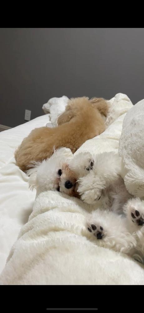 しゅっ(emoji)(emoji)