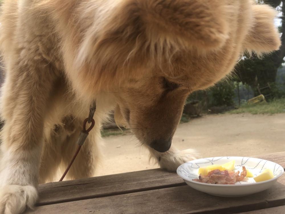 記憶なし(通常運転)