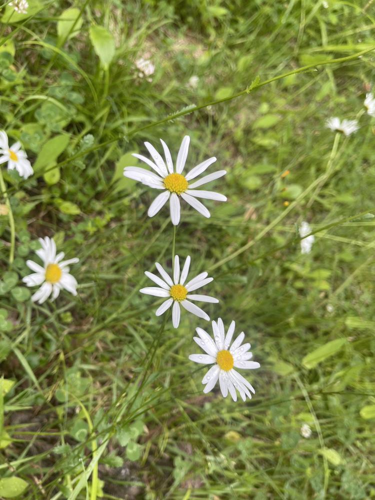 始まりましたね