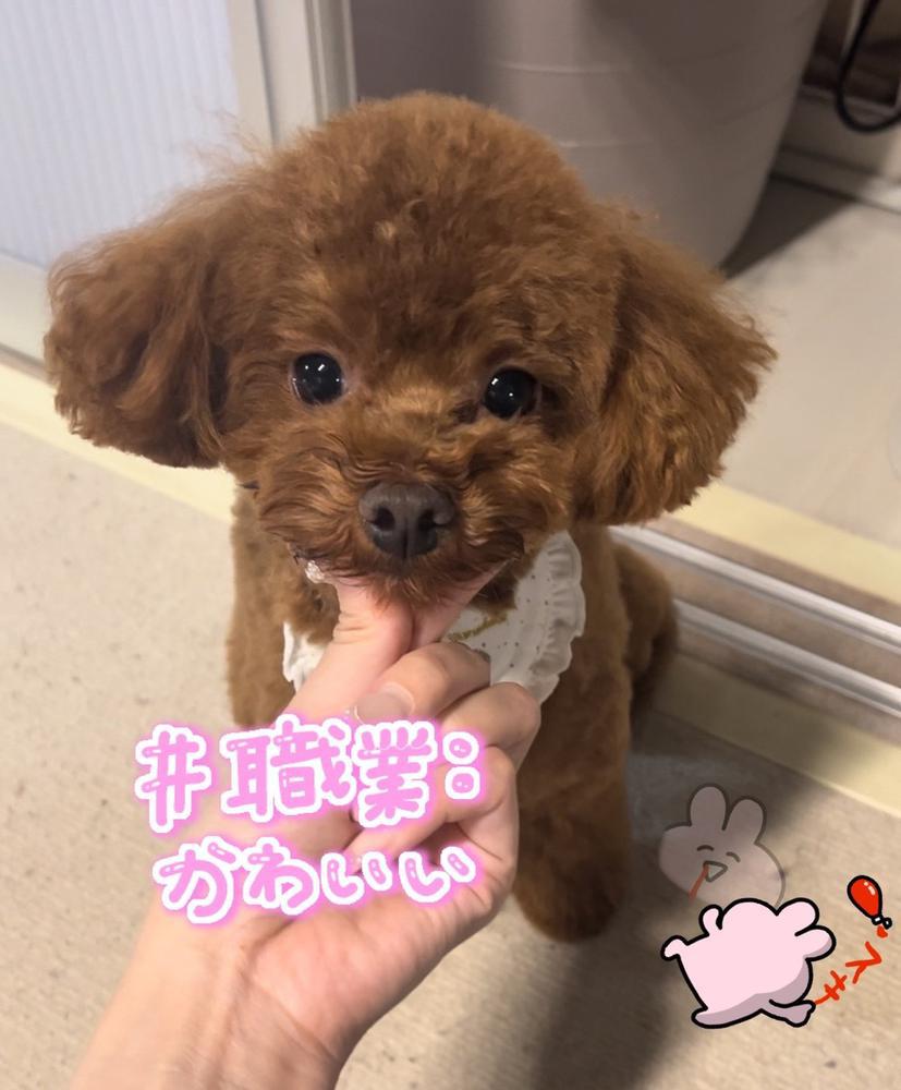 ライブ見にきた