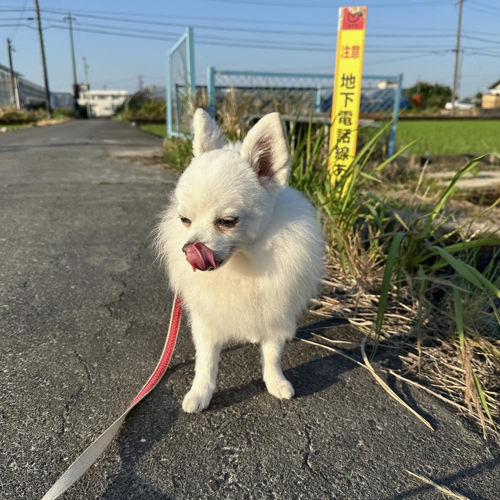 あたりまえだー