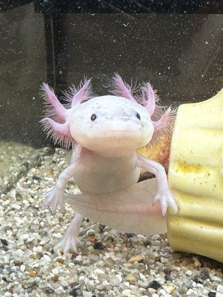 ウーパールーパー