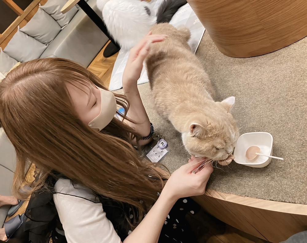 猫カフェ🐈
