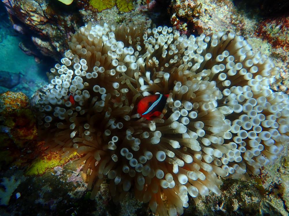 海行きたいな〜🪼