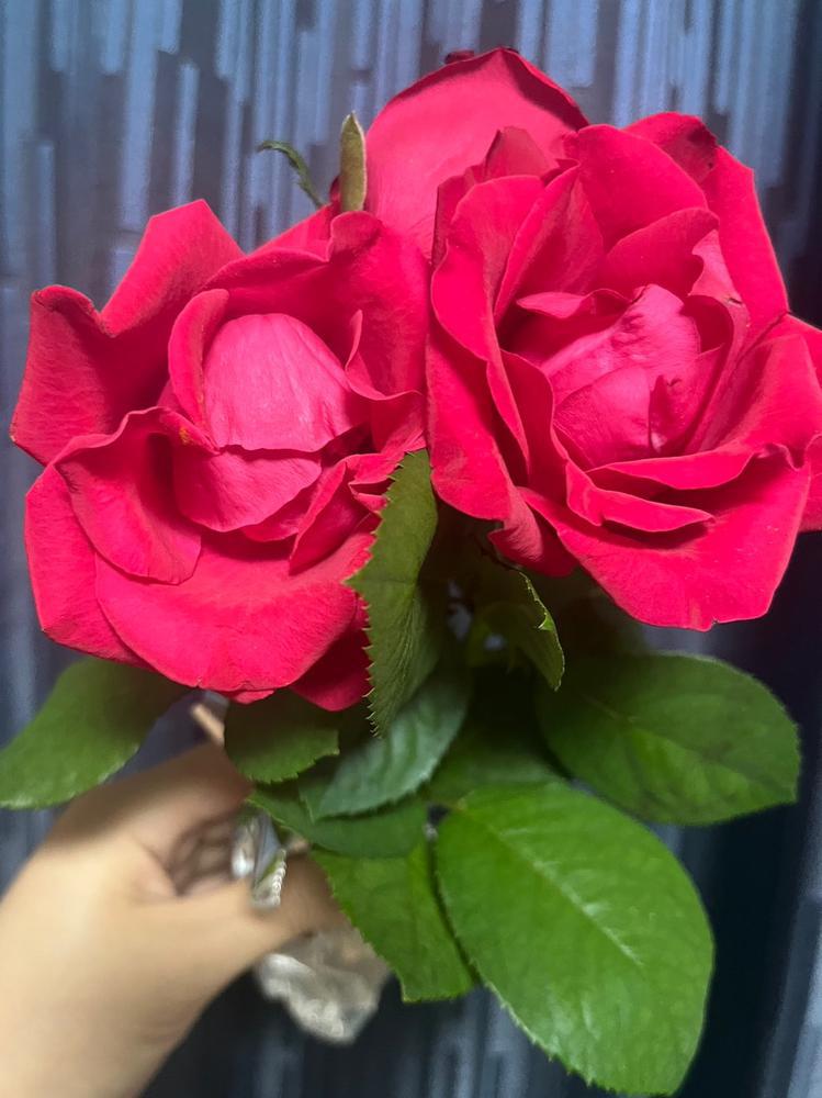 バラちょー可愛い🌹