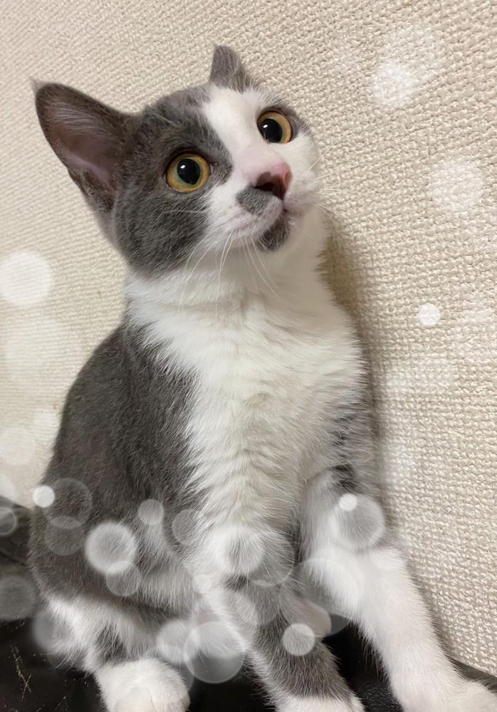 猫ちゃん🐈‍⬛💕