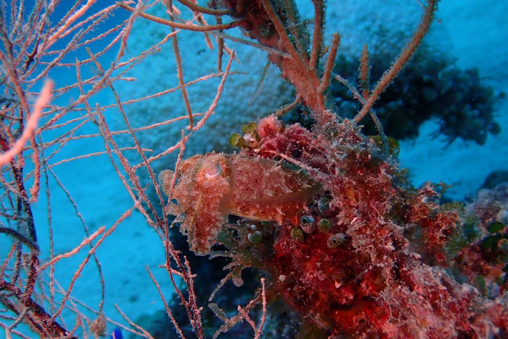 晴れのち雨帰り晴天