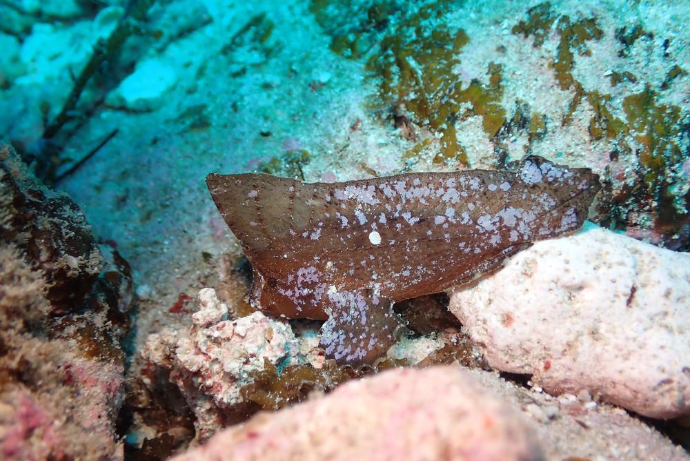 二日酔いってやーつ