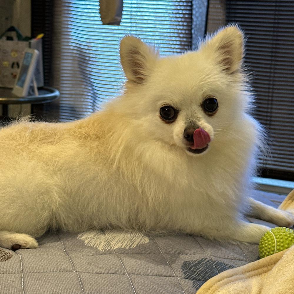 犬をバズらせたい