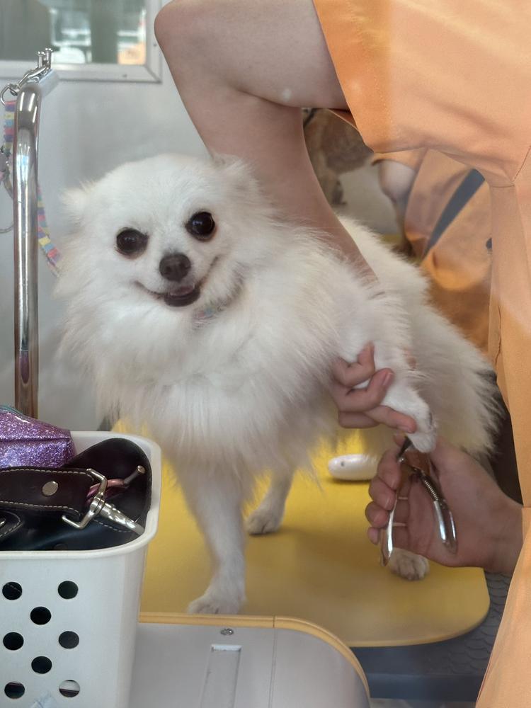 犬シャンプーしないとくさいよ