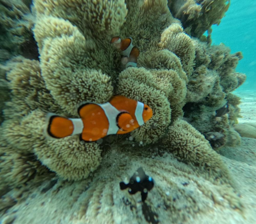 沖縄行ってました❕❕🐠