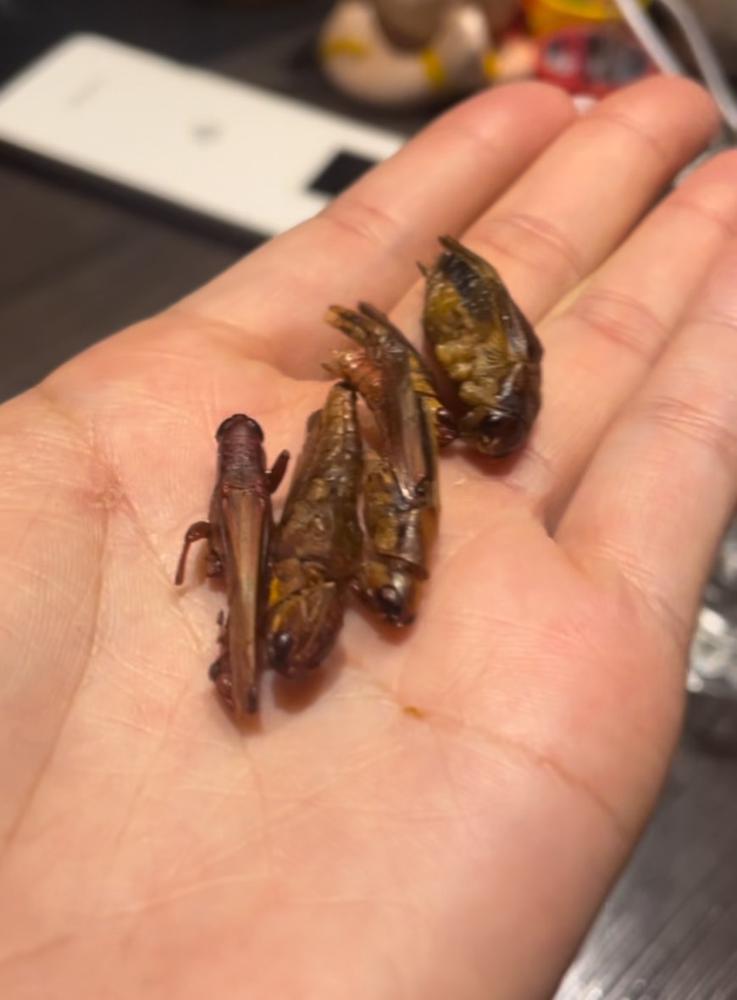 これ、たべれる？