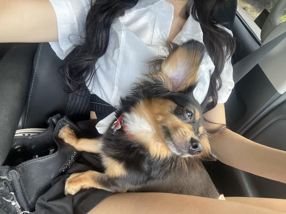 しゅしゆましゆま