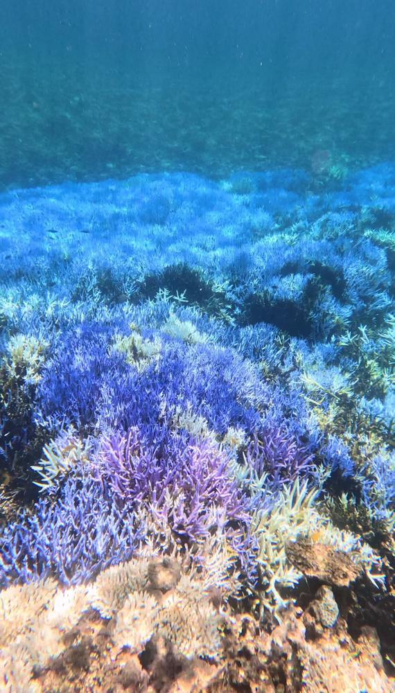 シュノーケリング🤿❤︎