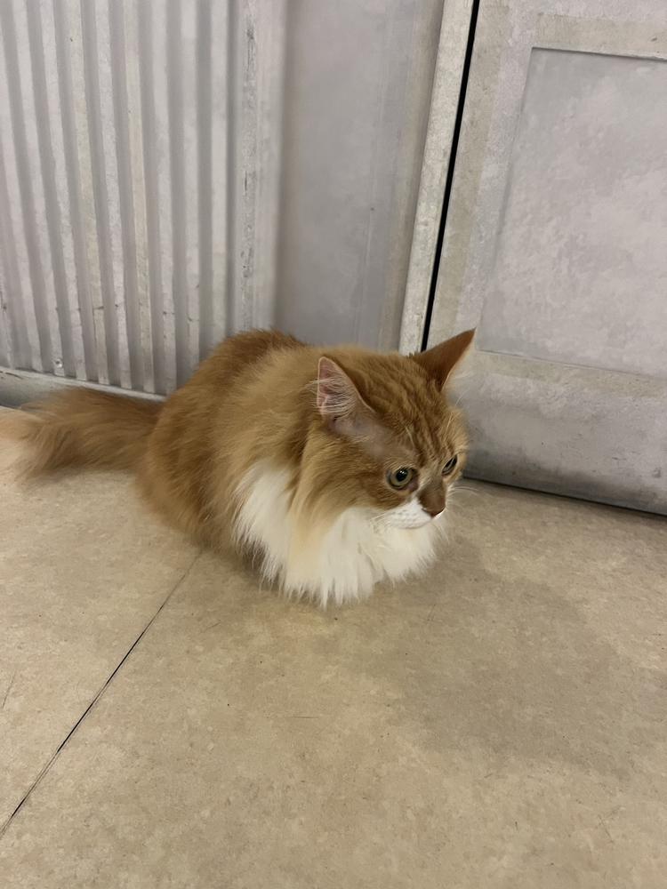 猫カフェ🐈💖