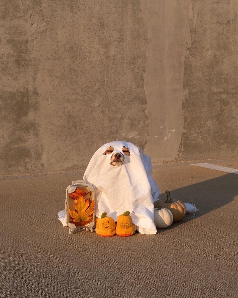 体調悪いから休むかも😿