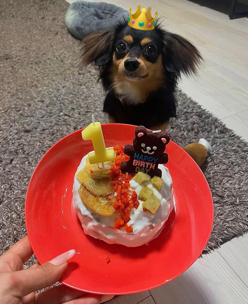 うちの番犬一歳㊗️