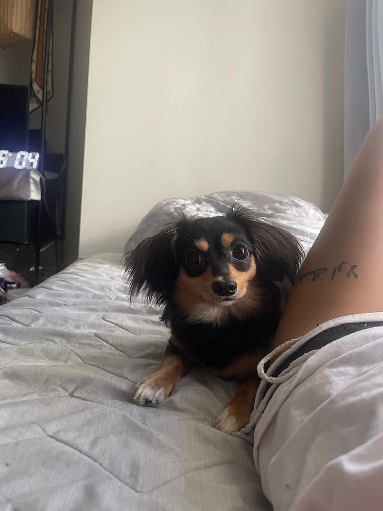 圧がすごいんじゃ