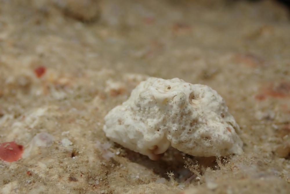 今日はダイビンぐぅ〜