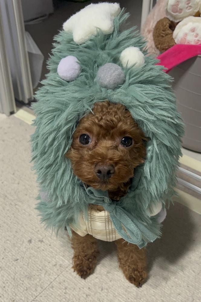 咳がやばすぎて