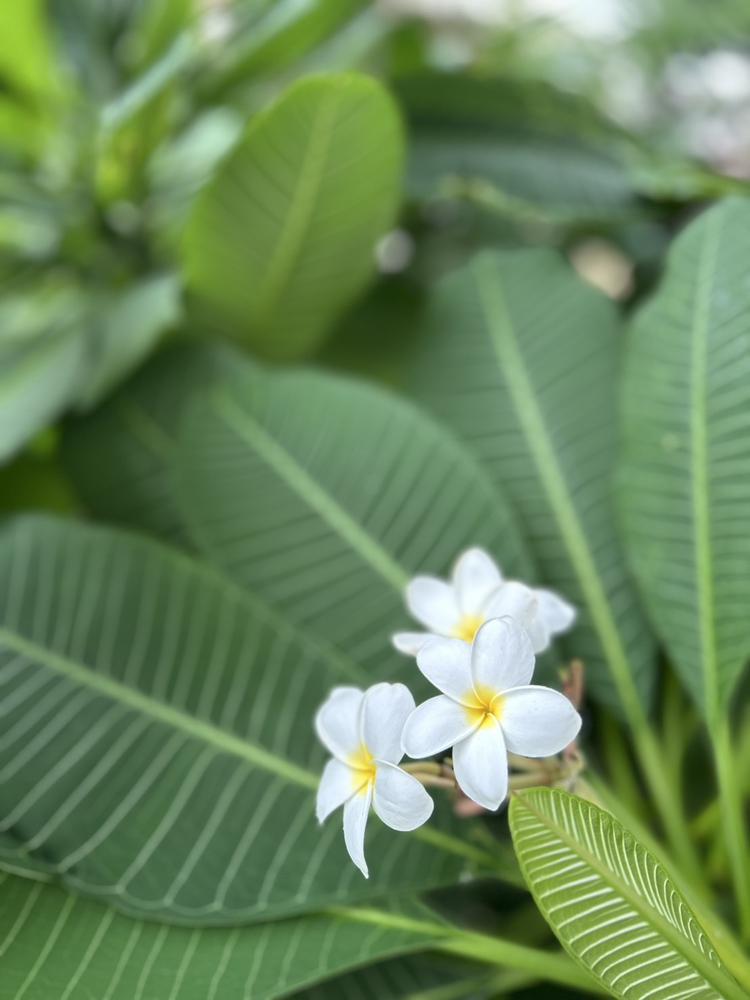 あめだぁああ☔️