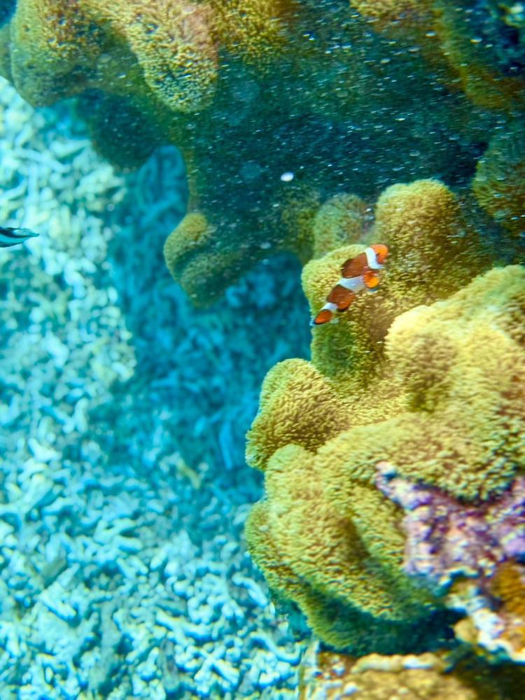 しゅうまつ！*\(˙꒳˙ )/*