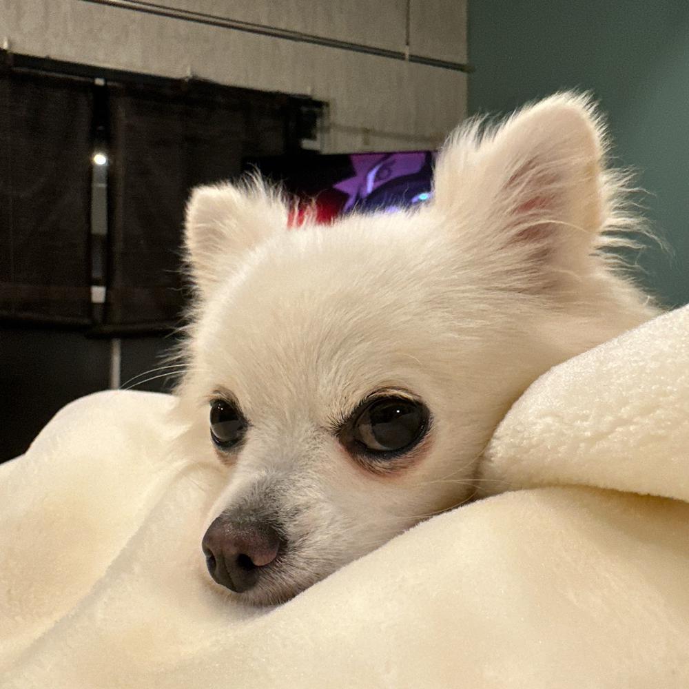 犬と私の10の約束