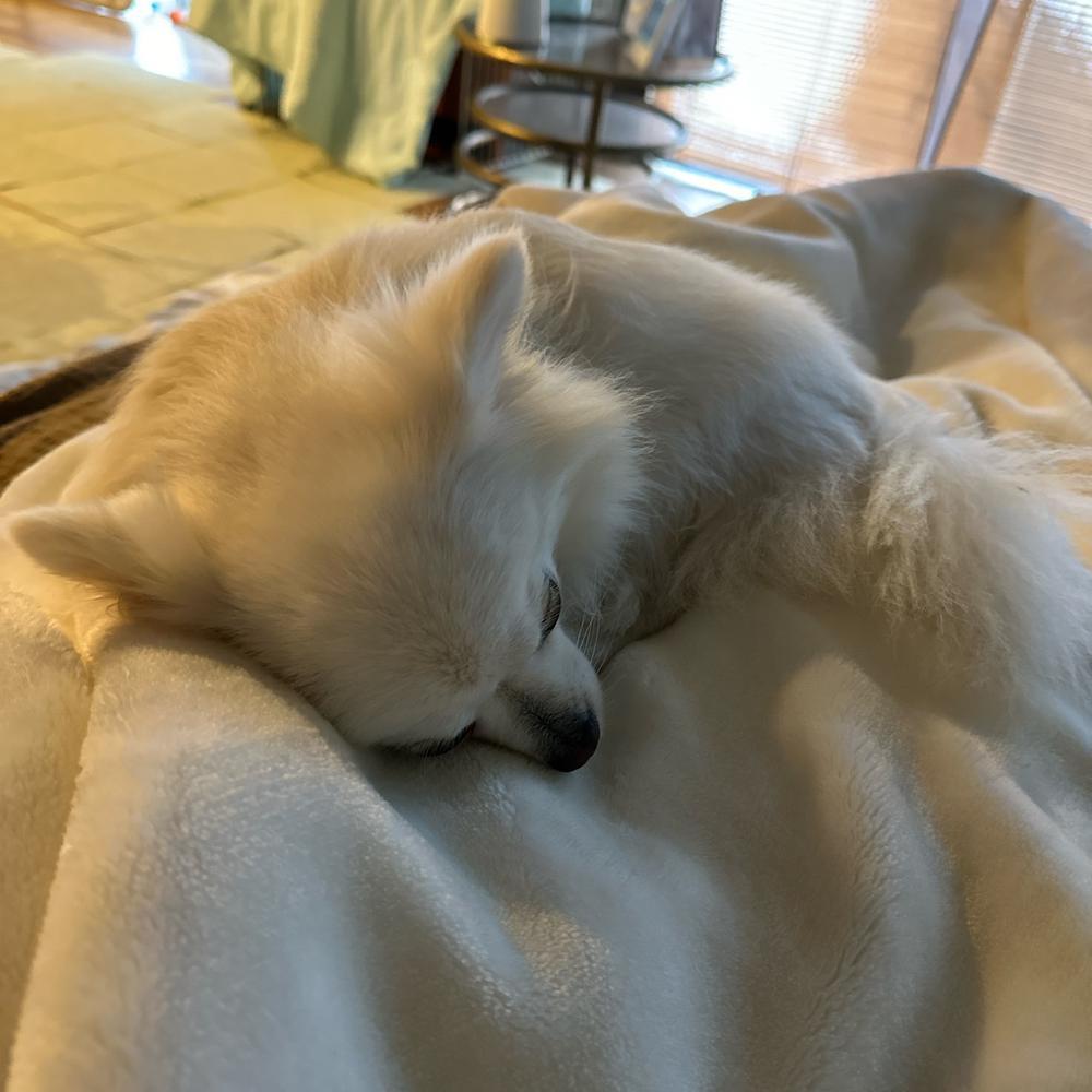 お母さんカレー🍛