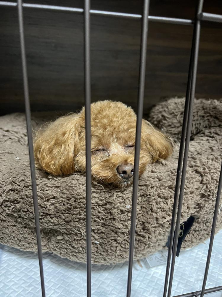 トリミング終わりのうちの子