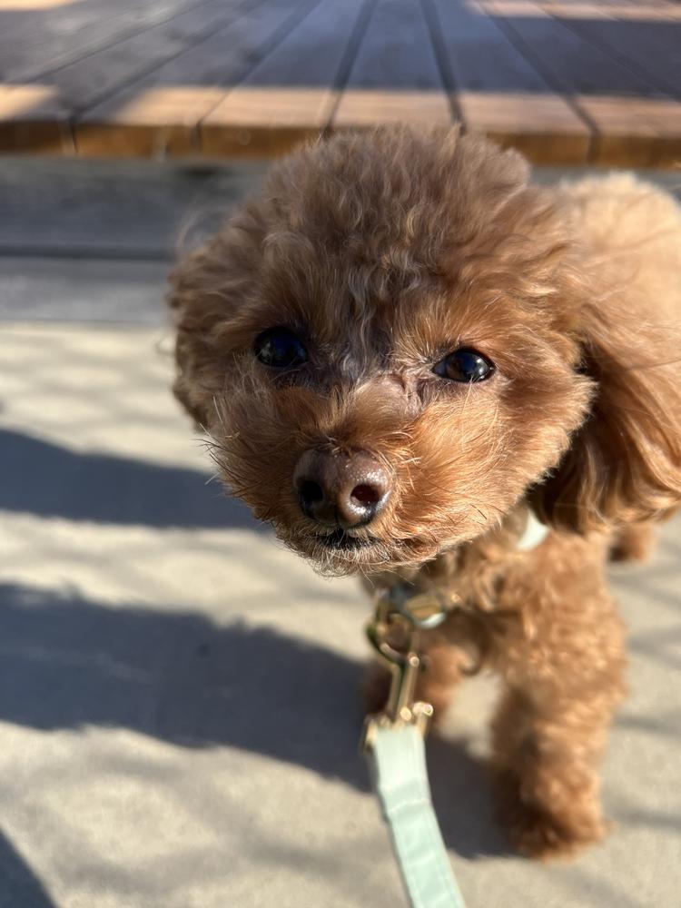 わんことお出かけしたい