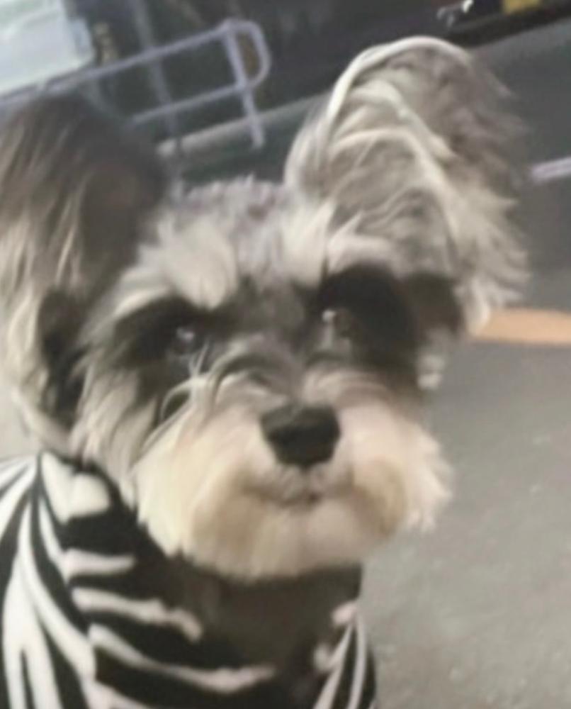 たいちょうふりょう