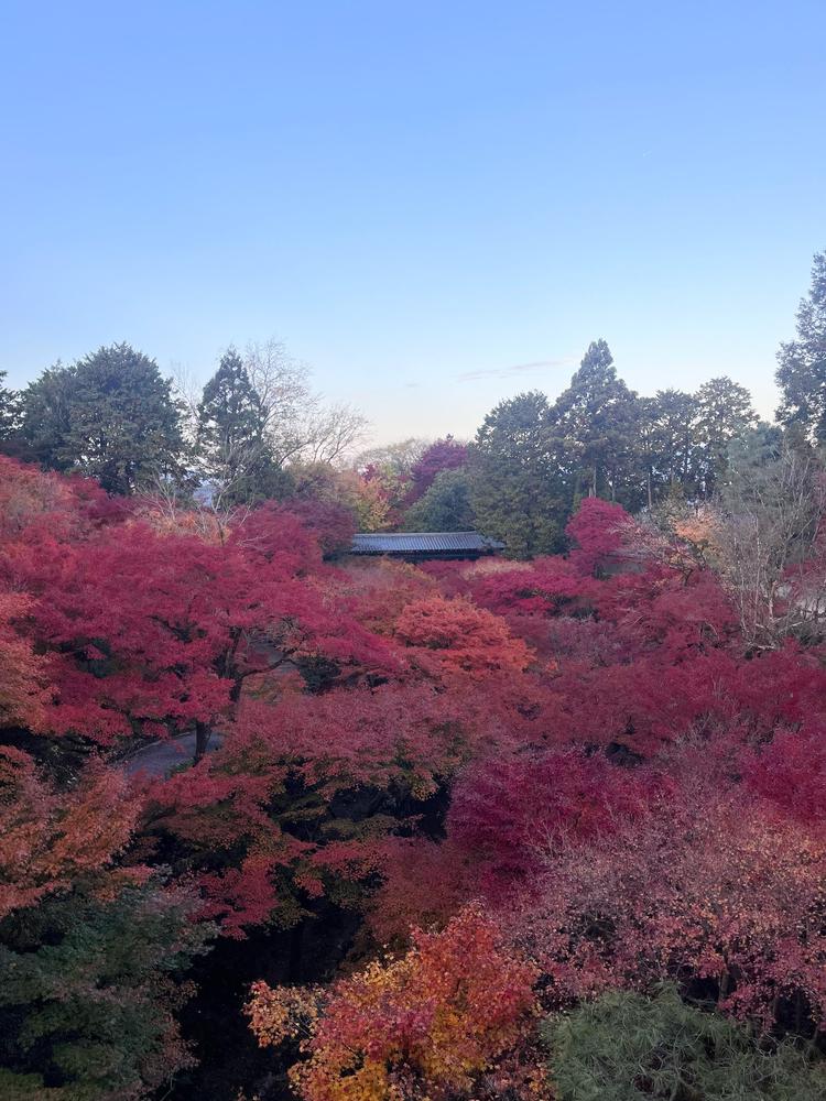 紅葉見てきました！