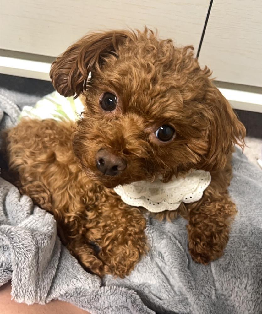 お仕事行ってほしくないって