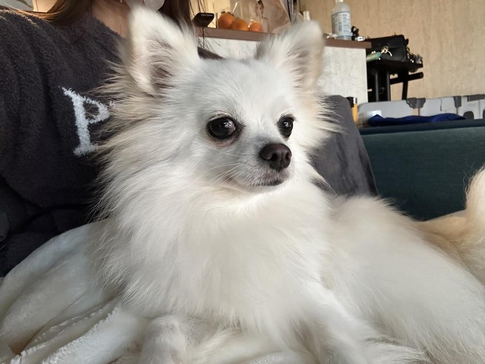 いぬのやさしさ