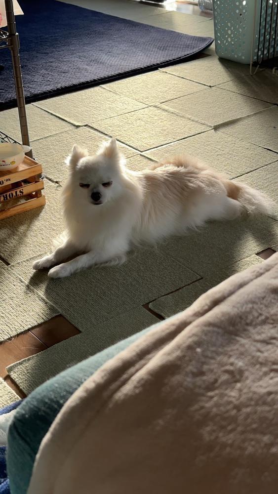 いぬはいつも隣に