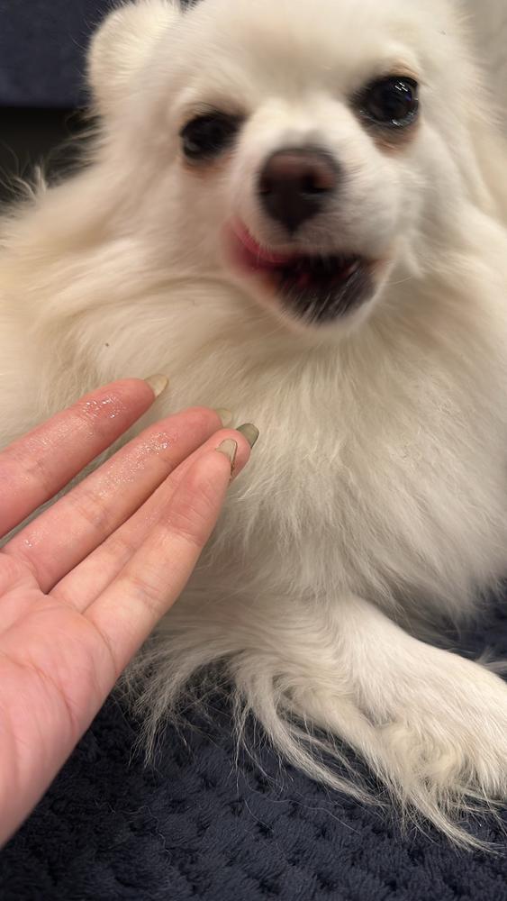 いぬとあたたかさ