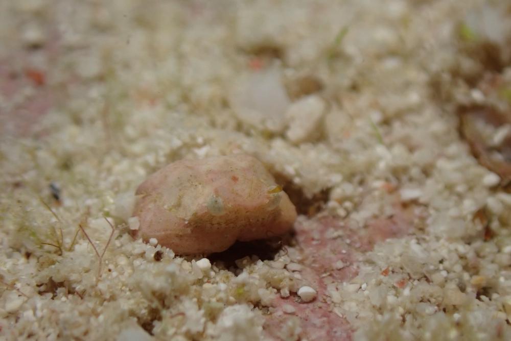 今日は何の日ふっふ〜