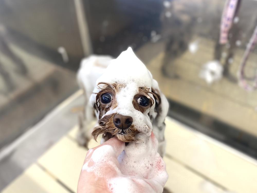 トリミング✂️