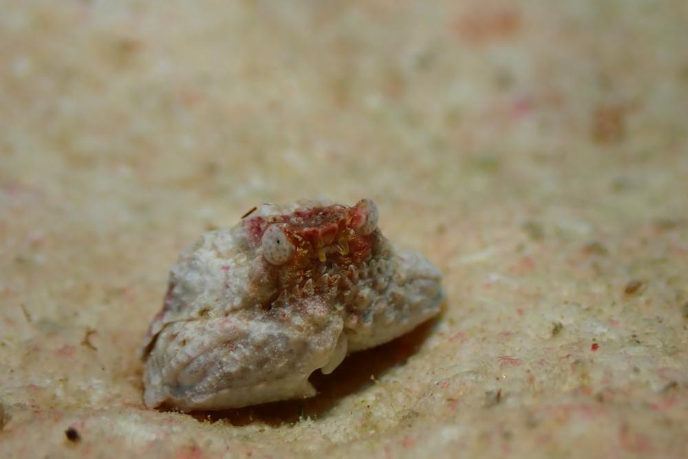 え？咽頭炎→喘息→ぎっくり腰