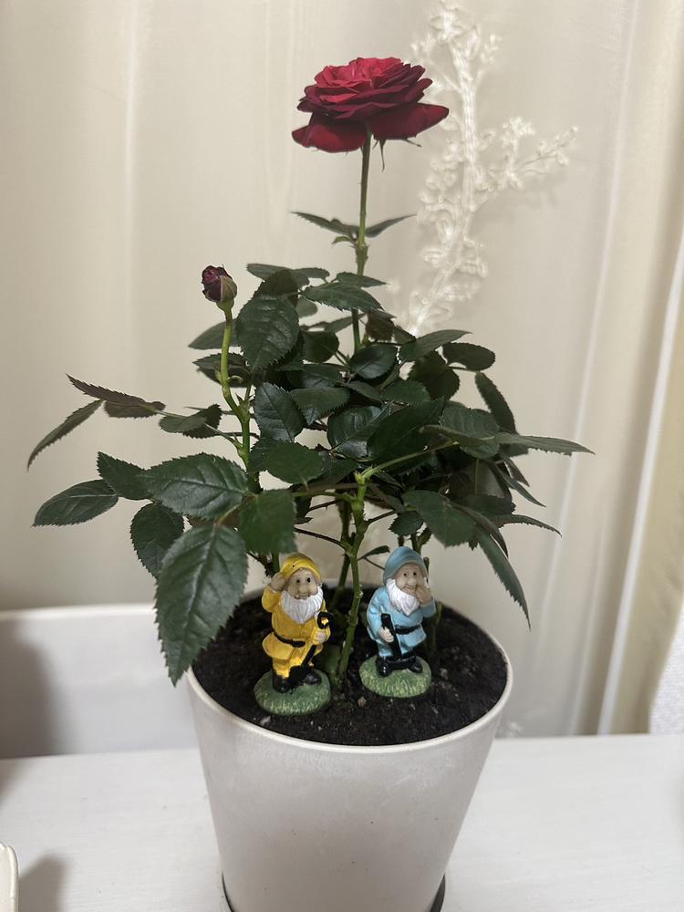 お花買った🌹